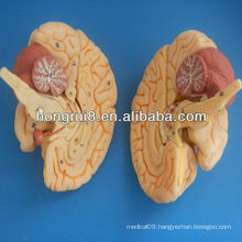 ISO Deluxe Brain Anatomical model,brain anatomy